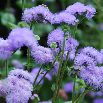 Ageratum - Blue Horizon (tall) 4 pack, Sun Preference: Sun