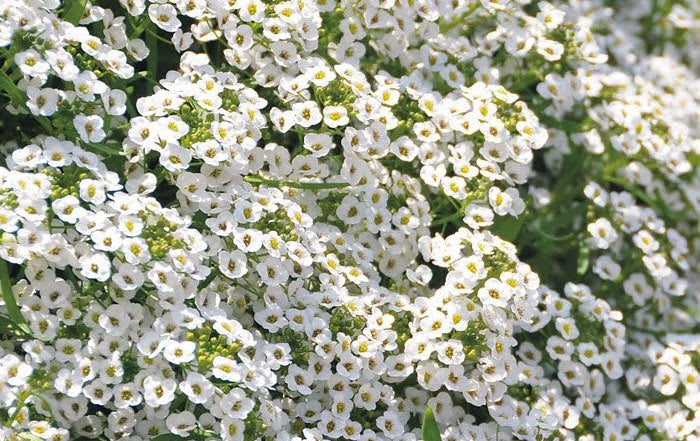 Alyssum - white 4pk, Sun Preference: Sun