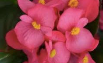 Begonia (fibrous, green leaf) - rose 4pk, Sun Preference: Partial Shade