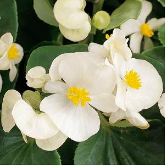 Begonia (fibrous, green leaf) - white 4pk, Sun Preference: Partial Shade