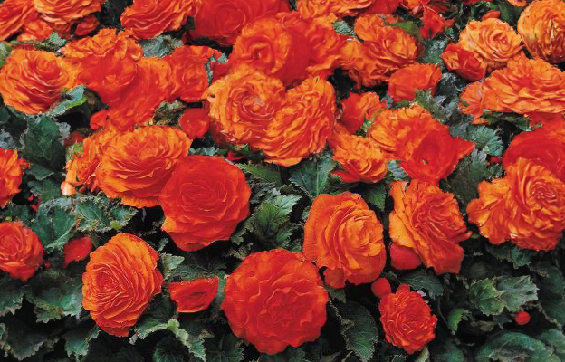 Begonia (tuberous) - orange, Sun Preference: Partial Shade