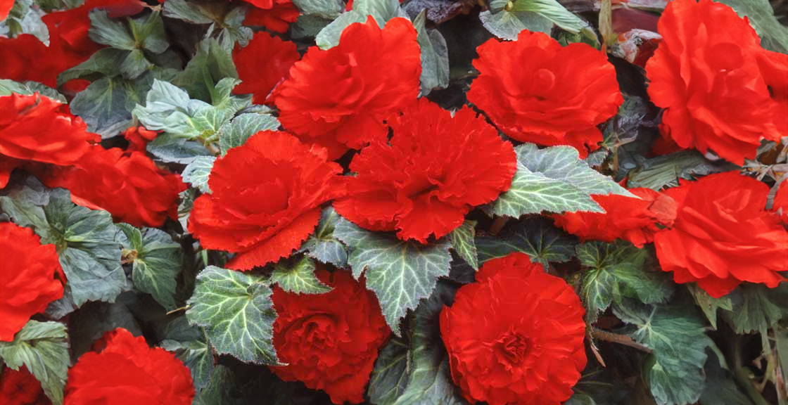 Begonia (tuberous) - red, Sun Preference: Partial Shade