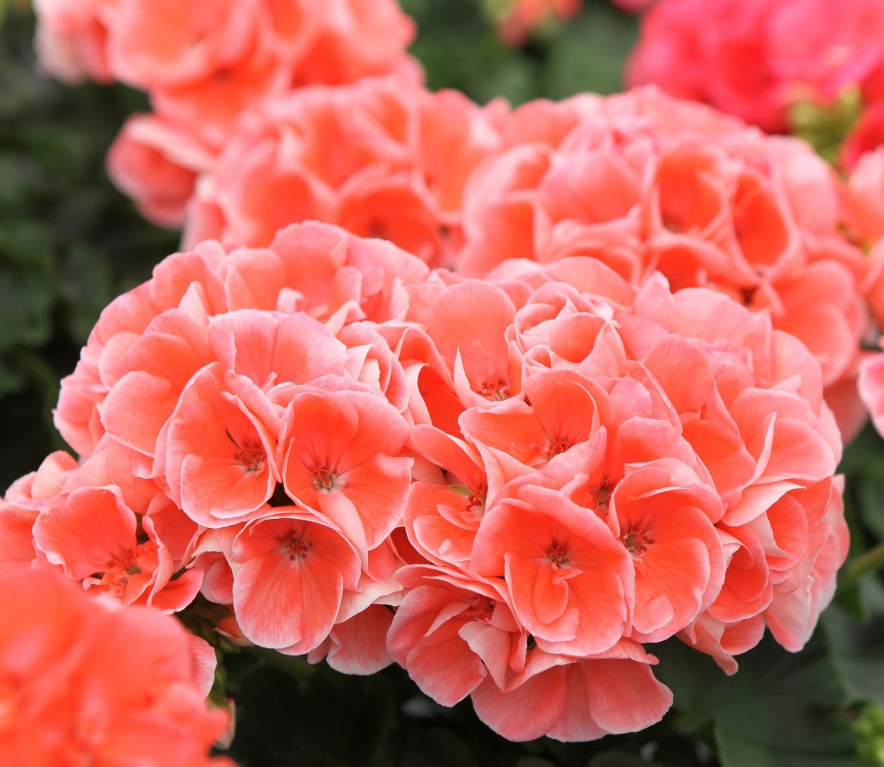 Geranium - salmon, Sun Preference: Sun