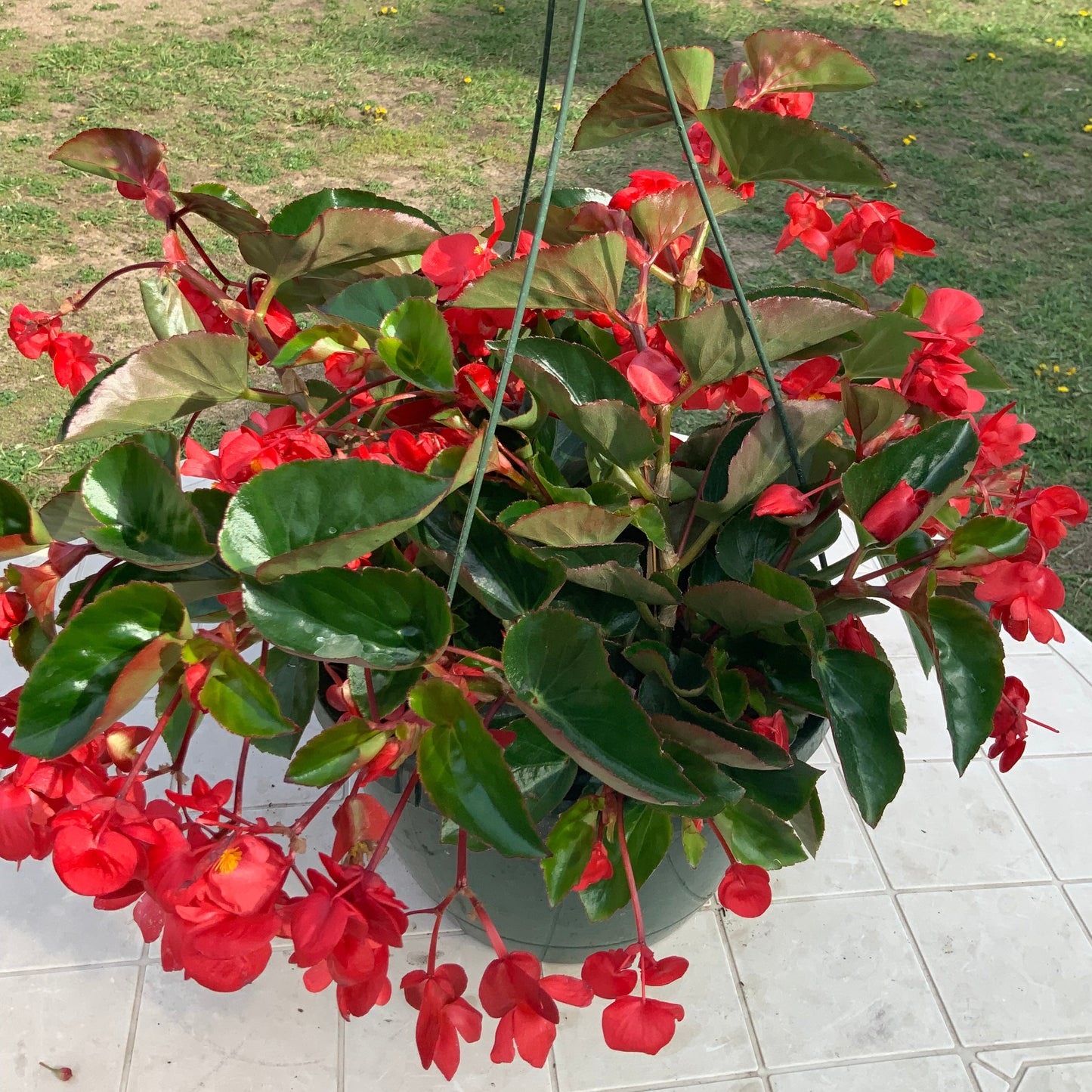 Begonia - DragonWing - red, Sun Preference: Partial Shade