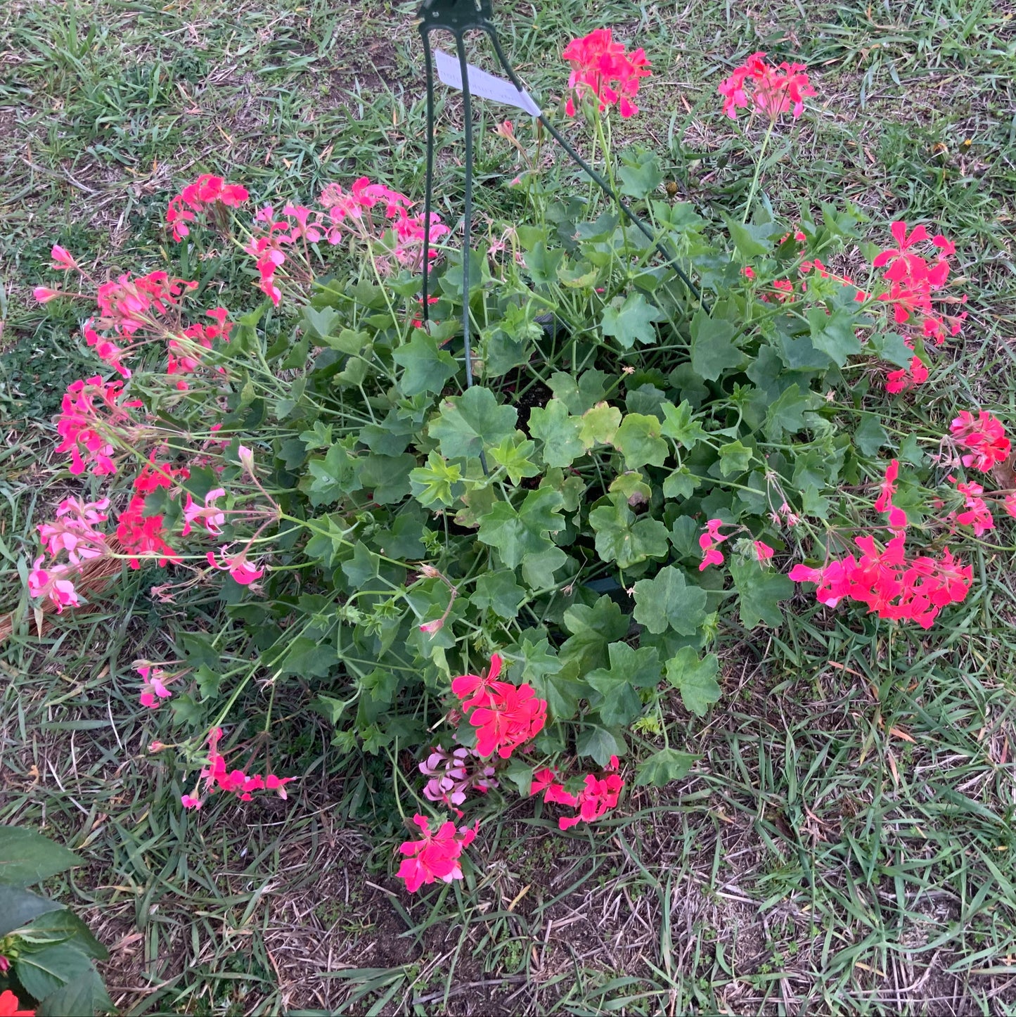 Ivy Geranium - mini cascade red, Sun Preference: Sun