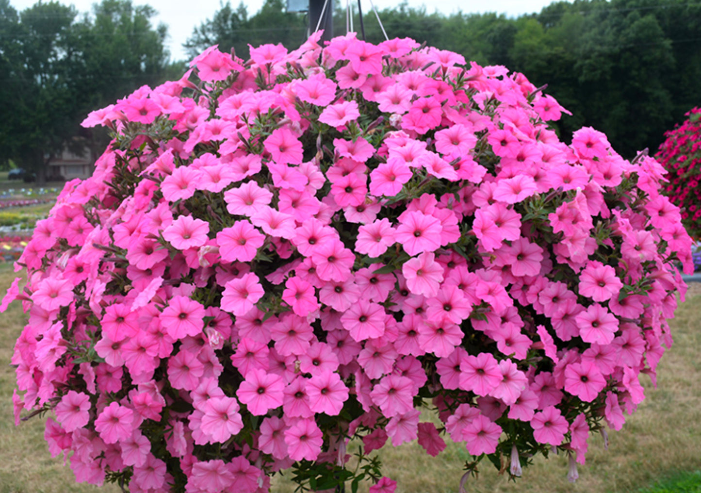 Petunia NEW Surfinia - Bubble Gum, Sun Preference: Sun