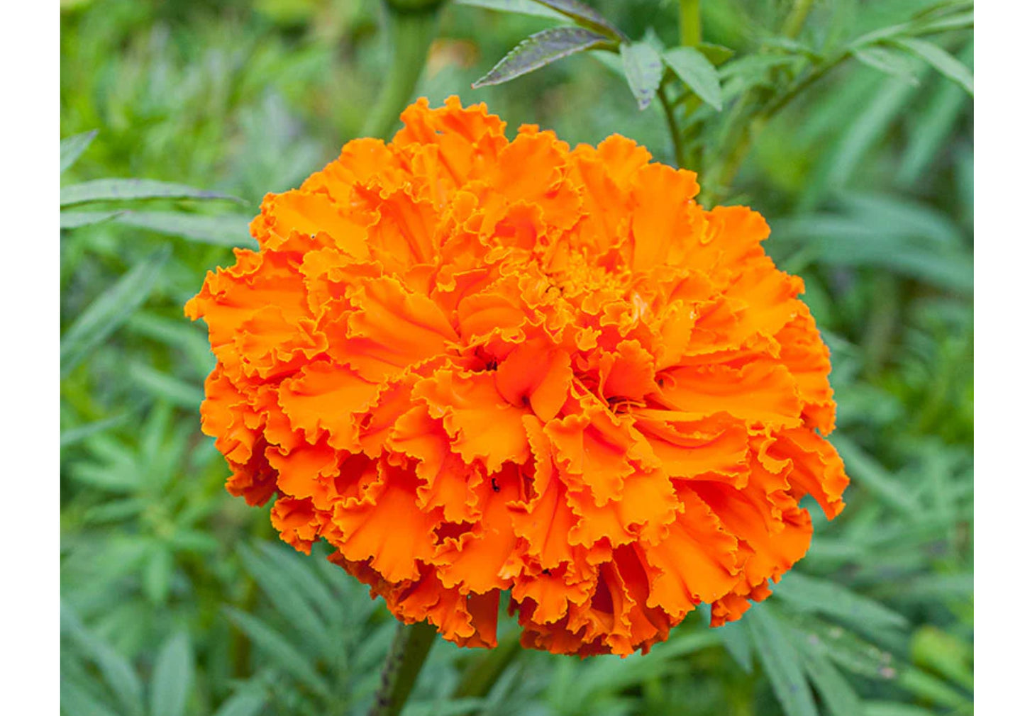 Marigold (African) - Orange Full Flat of 12 (4*12=48 total), Sun Preference: Sun