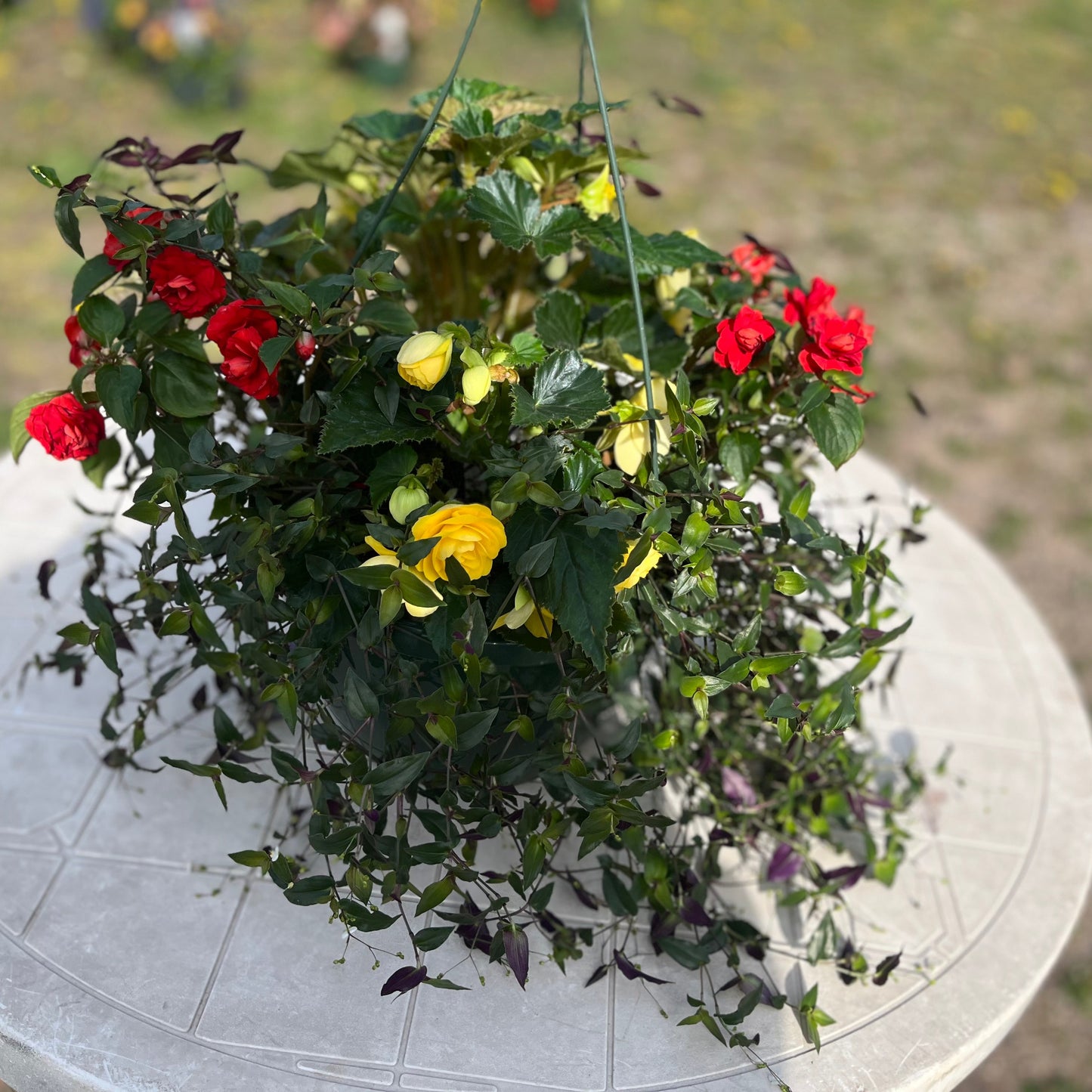 Premium Combo Tuberous Begonia Yellow, double impatiens red, bridal veil, Sun Preference: Partial Shade
