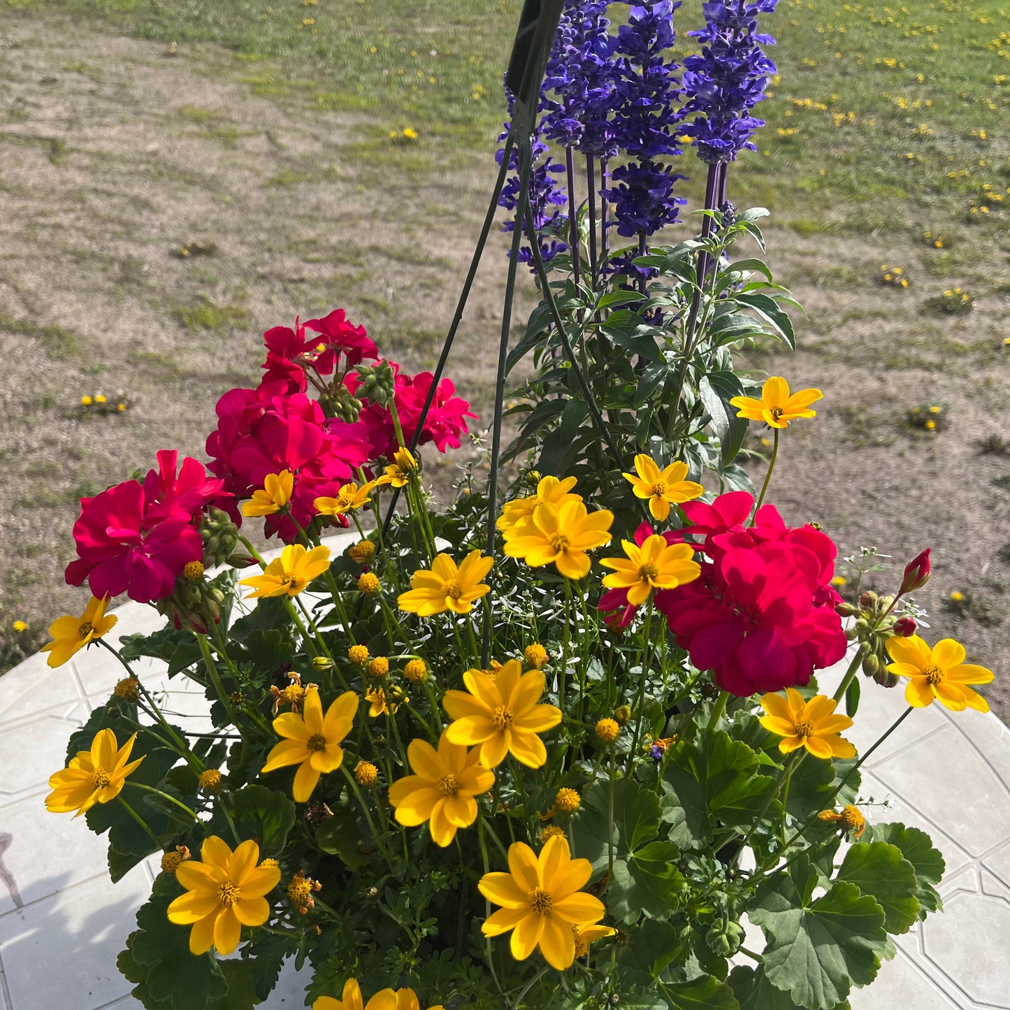 Premium Combo Geranium - Calliope pink, Heliotrope - purple, Euphorbia white, Bidens yellow, Sun Preference: Sun