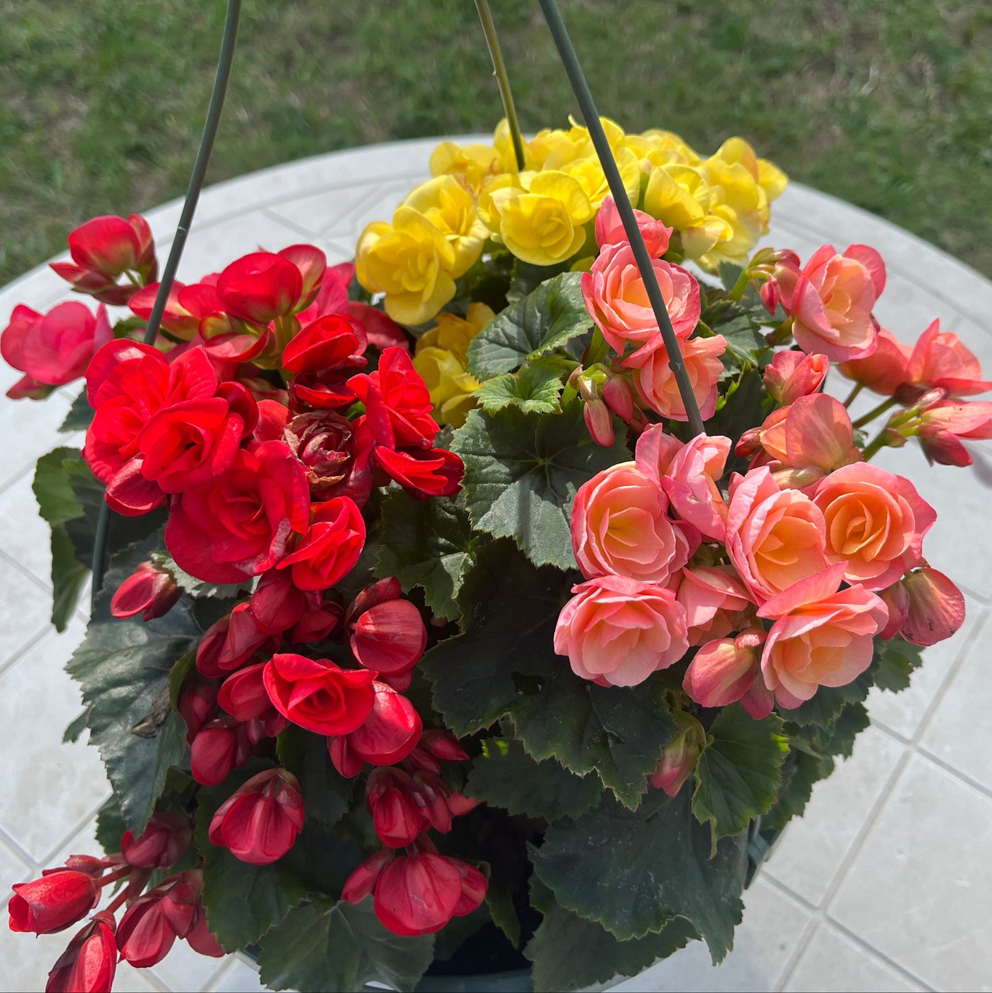 Begonia, Hamm (Rieger) - yellow, peach, pink, red, Sun Preference: Partial Shade