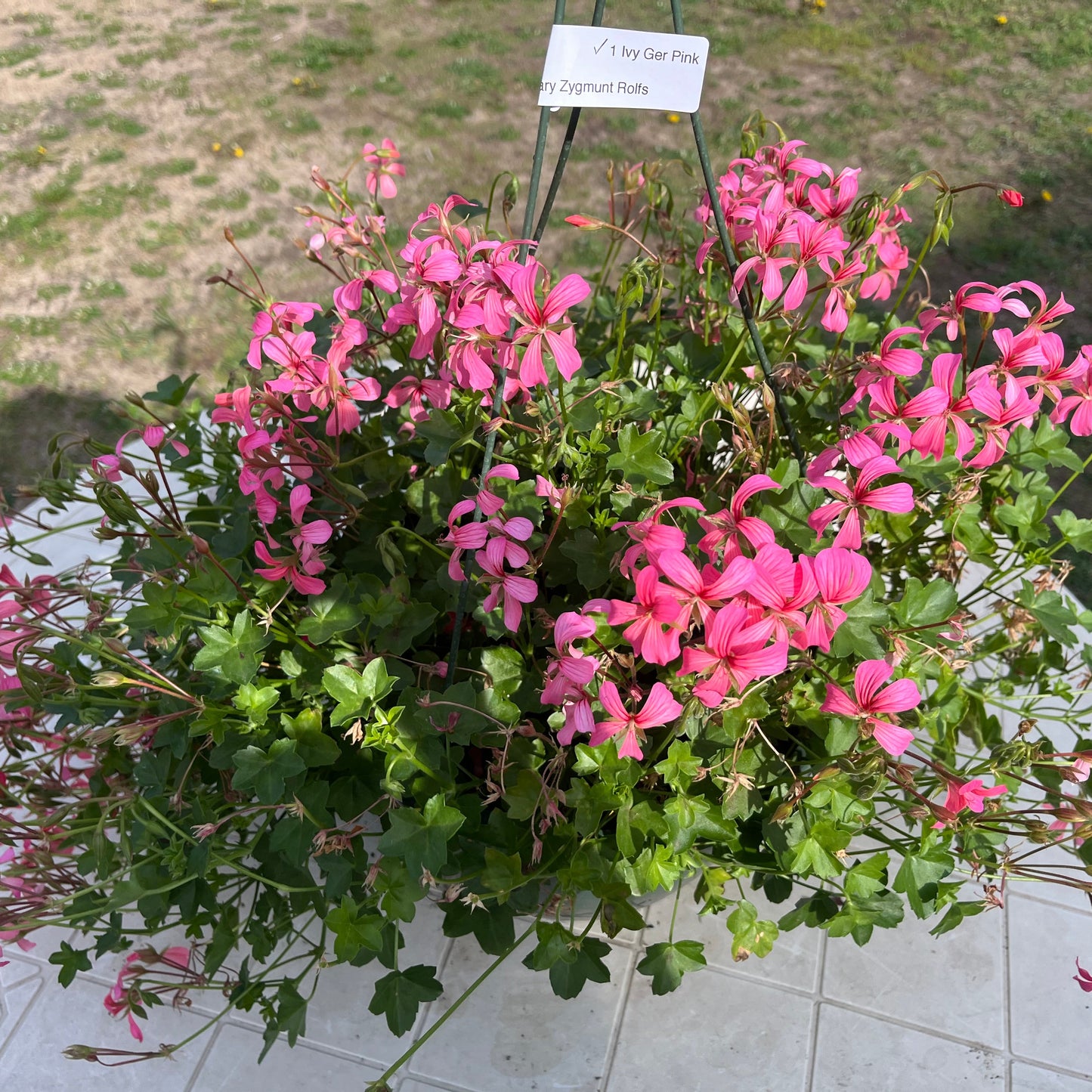 Ivy Geranium - mini cascade pink, Sun Preference: Sun