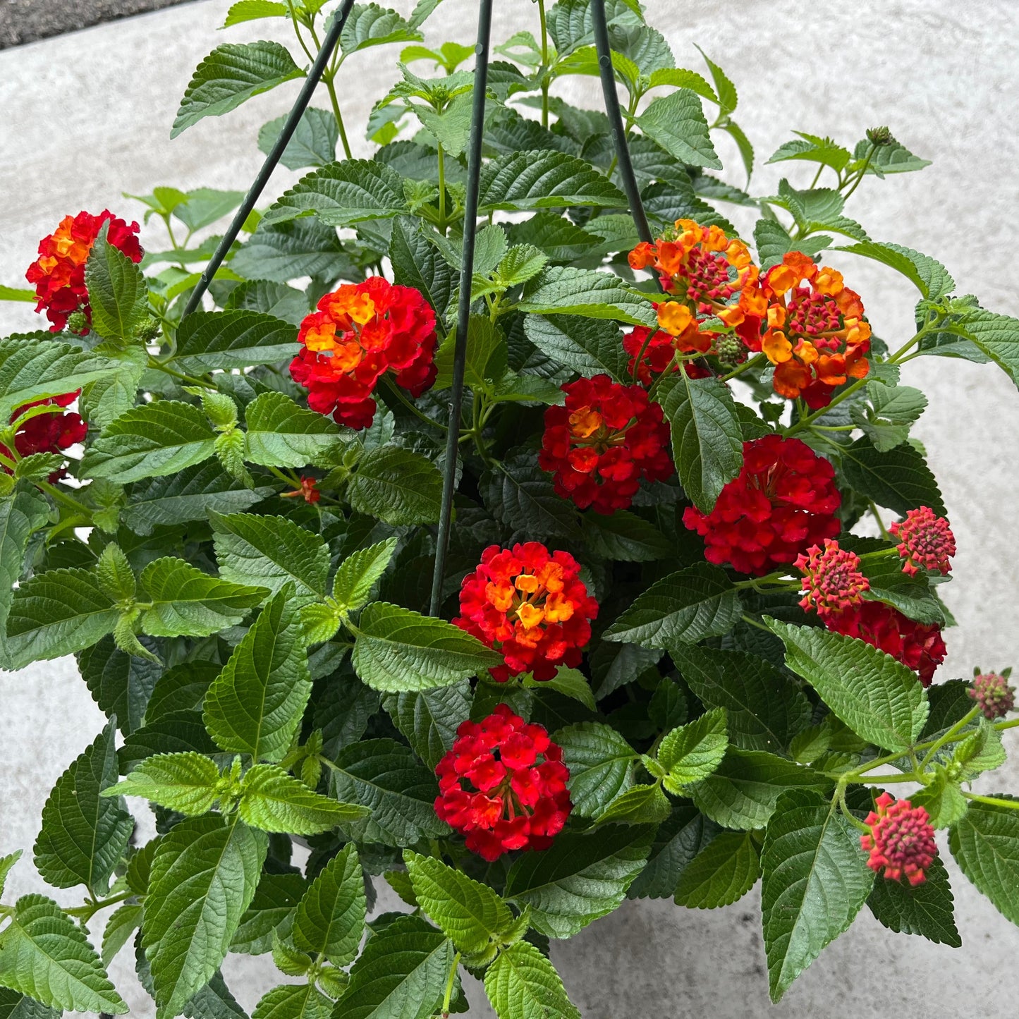 Lantana - Shamrock red, Sun Preference: Sun