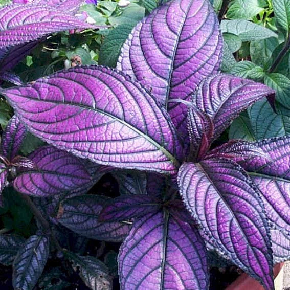 Persian Shield, Sun Preference: Partial Shade