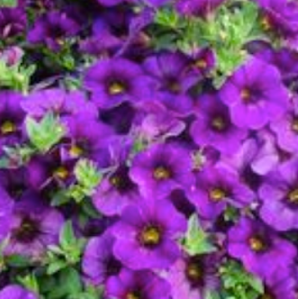 Million Bells - purple, Sun Preference: Sun