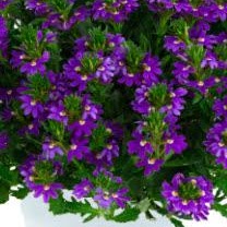 Scaevola - Indigo Touch Blue Fan flower, Sun Preference: Sun