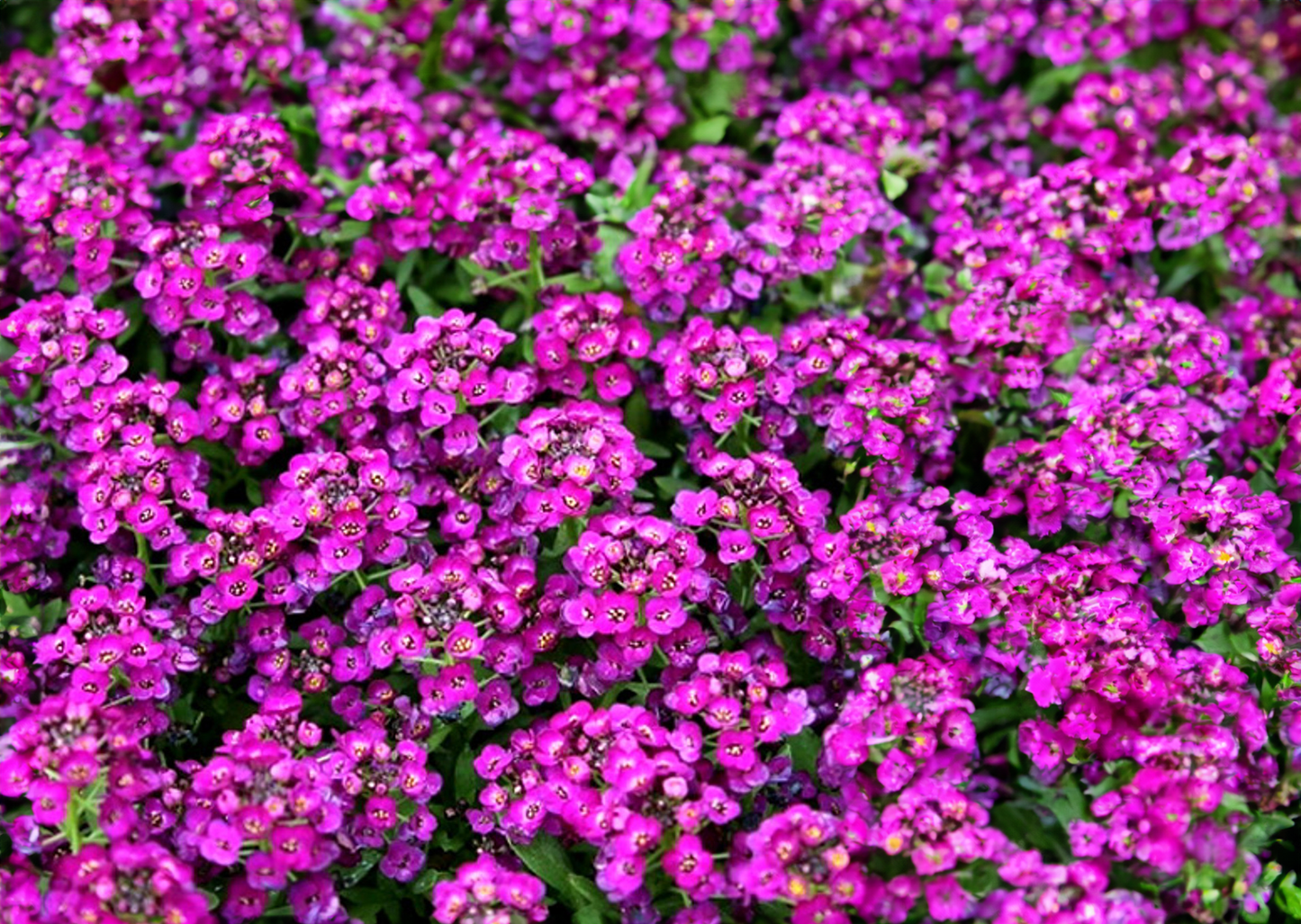 Alyssum - purple 4pk, Sun Preference: Sun