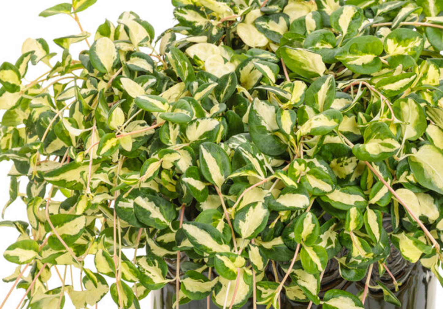 Vinca Vine - Wojo green/white variegated, Sun Preference: Partial Shade