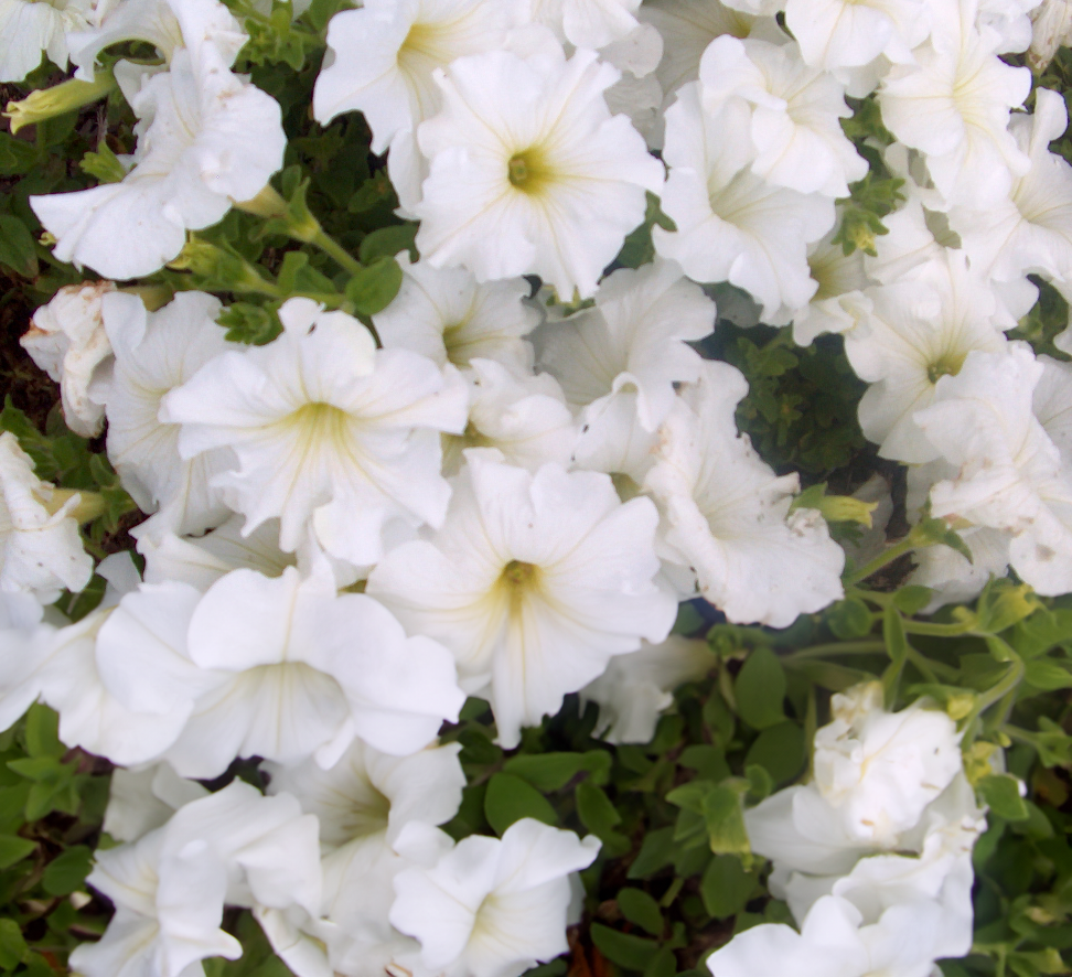 Petunia - white cascade 4pk, Sun Preference: Sun