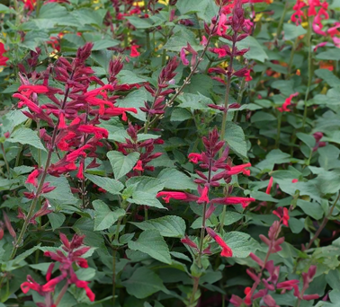Salvia - Roman Red, Sun Preference: Sun to Partial Shade