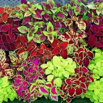Coleus - mix Full Flat of 12 (4*12=48 total), Sun Preference: Partial Shade