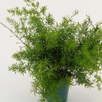 Asparagus Fern - sprengeri, Sun Preference: Sun or Partial Shade