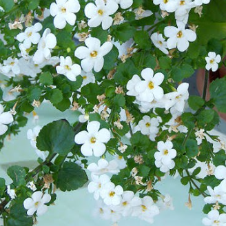 Bacopa - white, Sun Preference: Sun or Partial Shade
