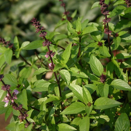 Herb - Basil - Thai, Sun Preference: Sun