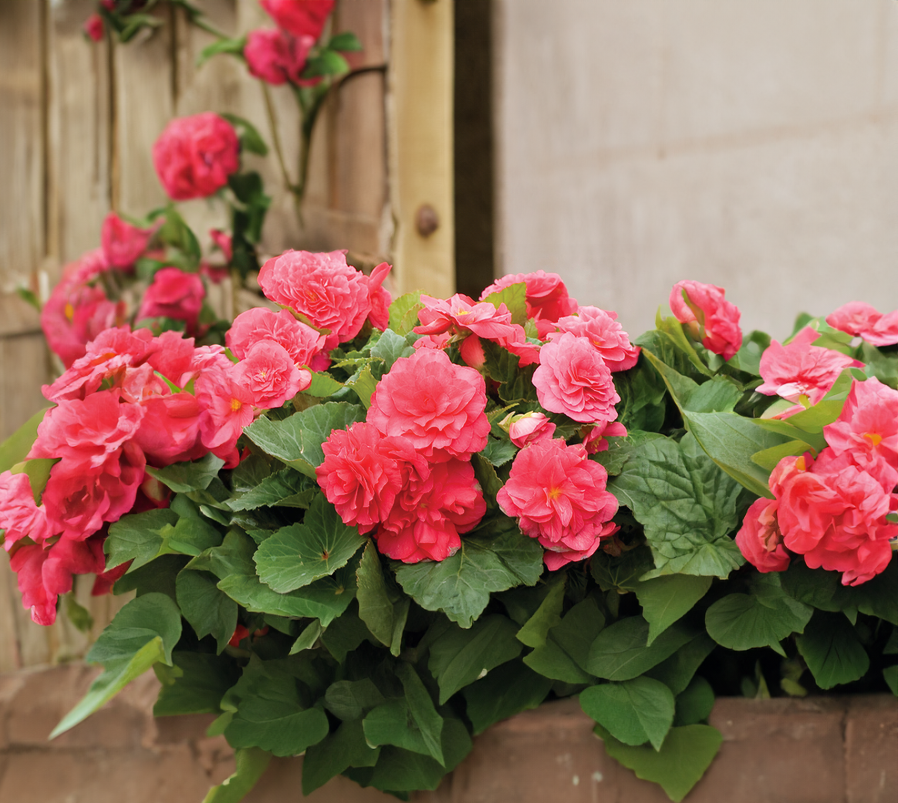 Begonia (tuberous) - rose, Sun Preference: Partial Shade