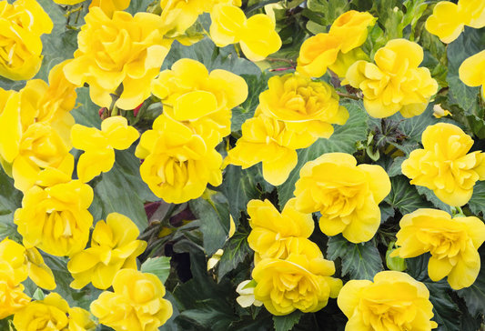 Begonia (tuberous) - yellow, Sun Preference: Partial Shade
