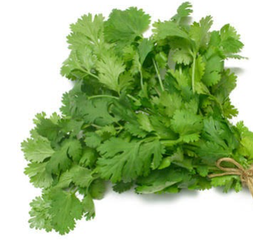Herb - Cilantro, Sun Preference: Sun