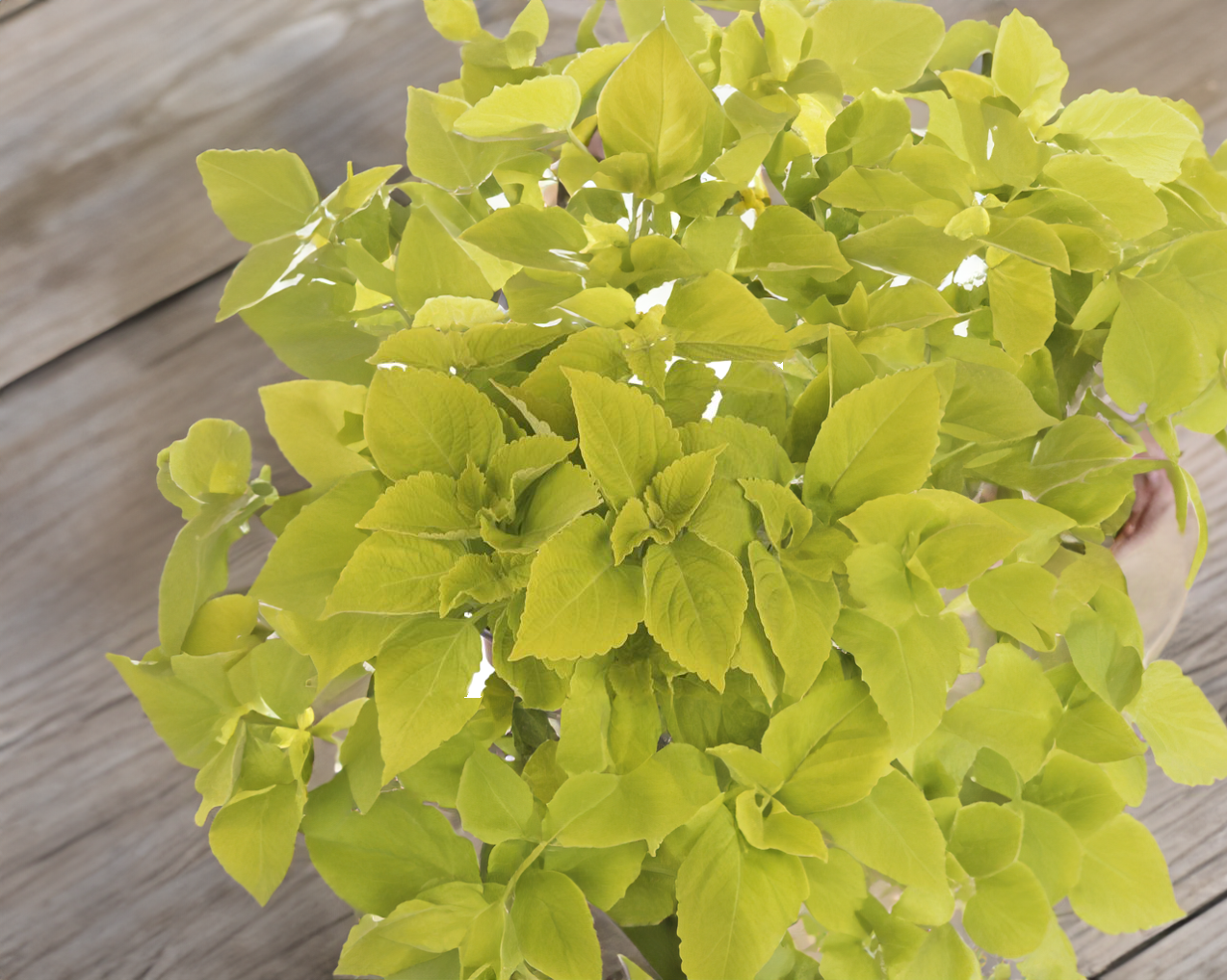 Coleus (sun) - Chartres Street, Sun Preference: Sun