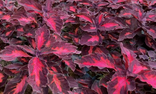 Coleus - Glassworks Flashbulb, Sun Preference: Sun to Partial Shade