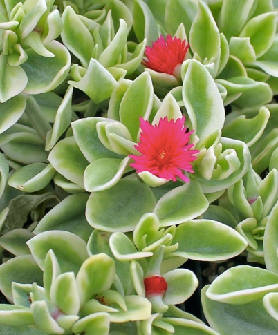 Dorotheanthus - Mezoo trailing red, Sun Preference: Sun