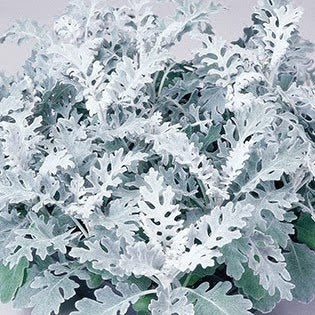 Dusty Miller - Silver Dust 4pk, Sun Preference: Sun