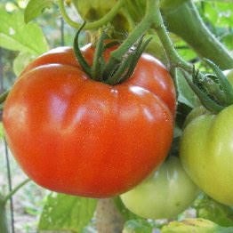 Tomatoes - Early Girl - 3 1/2'' pot, Sun Preference: Sun