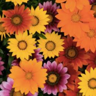 Gazania - Bright Mix 4pk, Sun Preference: Sun