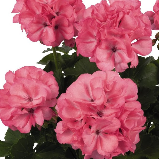Geranium - hot pink, Sun Preference: Sun