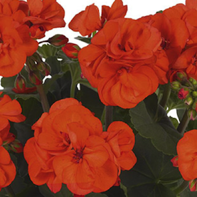Geranium - orange, Sun Preference: Sun