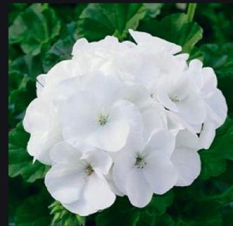 Geranium - white, Sun Preference: Sun