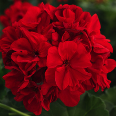 Geranium - dark red, Sun Preference: Sun