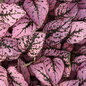 Hypoestes (Polka Dot Plant) - rose splash 6 pack, Sun Preference: Partial Shade to Shade