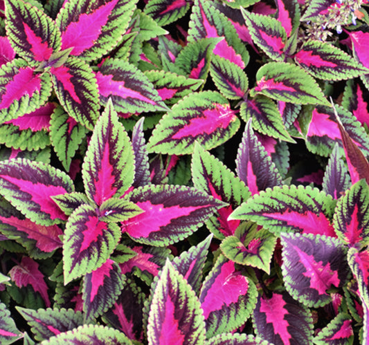 Coleus (sun) - Ruby Road, Sun Preference: Sun