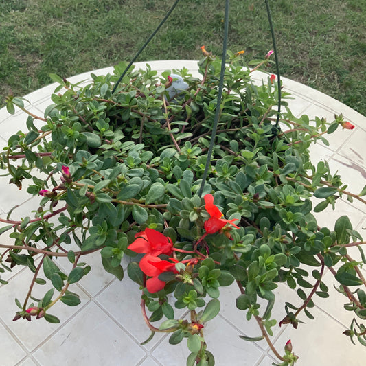 Portulaca Moss Rose Mix Basket, Sun Preference: Sun or Partial Shade