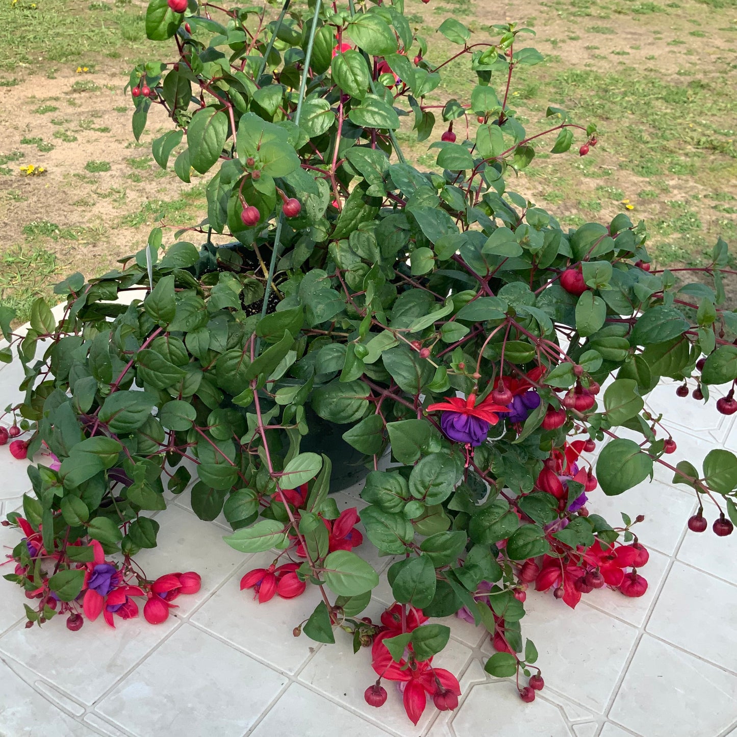 Fuchsia - red & purple bicolor, Sun Preference: Partial Shade