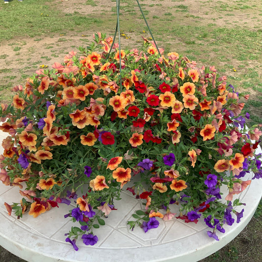 Calibrachoa Million Bells - red, neon purple, sunrise, Sun Preference: Sun