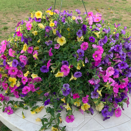 Calibrachoa Million Bells - deep blue, deep yellow, hot pink, Sun Preference: Sun