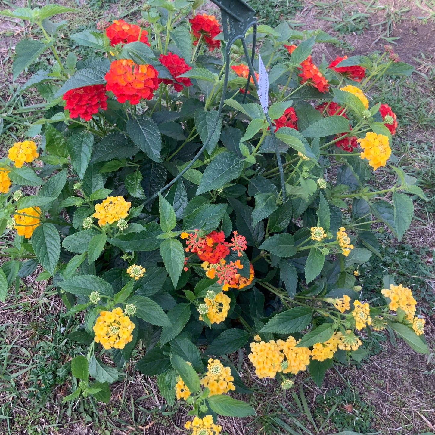 Lantana - 4 color combo, Sun Preference: Sun