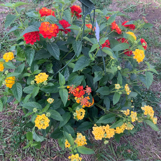 Lantana - 4 color combo, Sun Preference: Sun