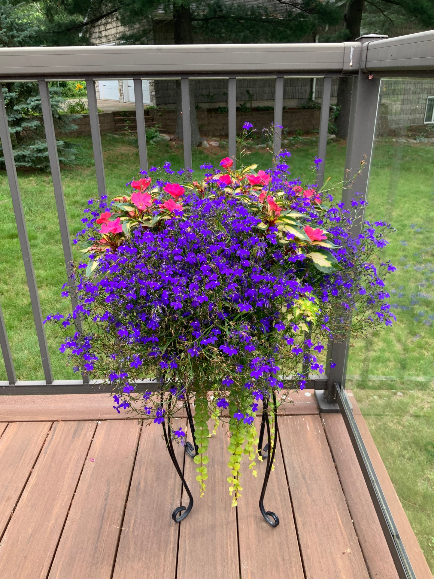 Premium Combo Impatiens  Tropical Rose, coleus lime, lobelia blue,  lysimachia, Sun Preference: Sun