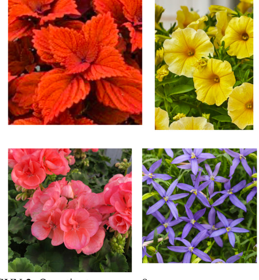 Sun Loving NEW Flowering Combo #1.    12'' Patio Planter, Sun Preference: Sun